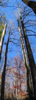 tree_amigosr.jpg (98228 bytes)