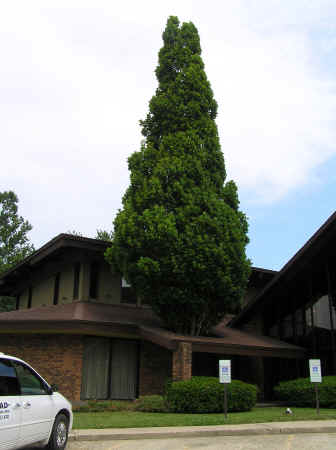 Treesthroughroof2.jpg (978166 bytes)