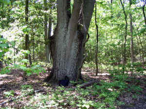 chestnut_oak_patriarch2.jpg (103104 bytes)