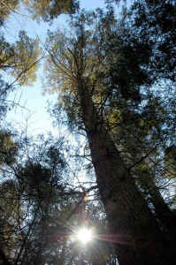 hemlock1_a.jpg (89728 bytes)