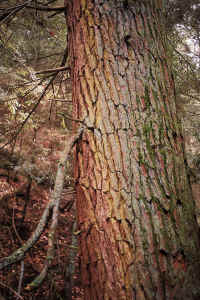 hemlock1a_a.jpg (87875 bytes)