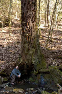 hemlock3_a.jpg (94236 bytes)