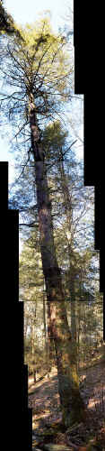 hemlock3comp_a.jpg (154246 bytes)