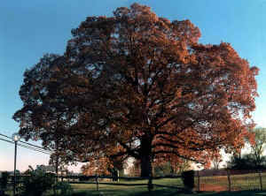 travilah_oak1a.jpg (126016 bytes)