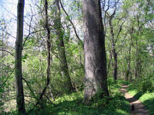 riverside_tulip_tree1a.jpg (97631 bytes)