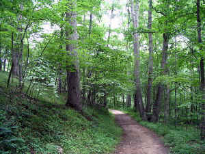 trail_chestnut_oaks1a.jpg (105401 bytes)