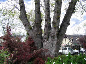 EG_huge_silver_maple_trunk2b.jpg (102343 bytes)