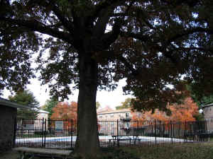 giant_oak1b.jpg (108471 bytes)