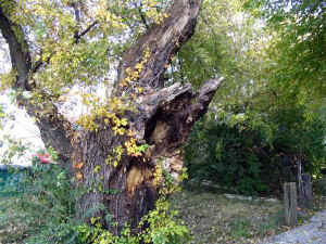 qfield_maple_trunk_2005b.jpg (112407 bytes)