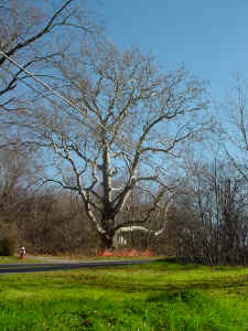 Sycamore_Blackstone_Nov06_5.JPG (159570 bytes)