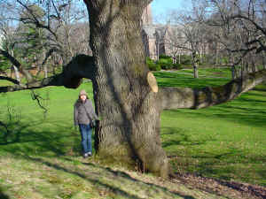 WhiteOak_WellesleyCollege_Dec06_1.JPG (156632 bytes)