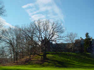 WhiteOak_WellesleyCollege_Dec06_2.JPG (150640 bytes)