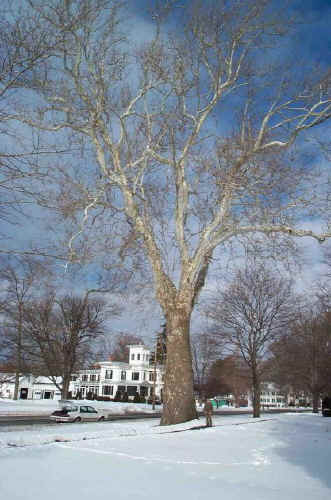 hatfield2.jpg (119589 bytes)