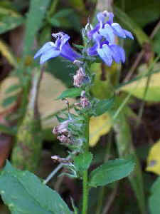 lobelia-09-26-02-Aa.jpg (26916 bytes)