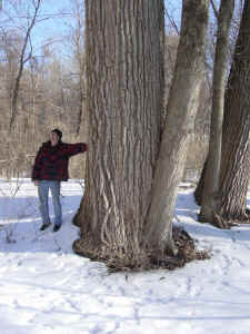 powdered_mill_cottonwood.jpg (109730 bytes)