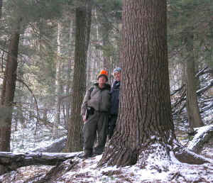 brucetree.jpg (108589 bytes)