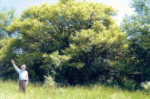 Crataegus-Ann Arbor-2007-RIB1a.jpg (103202 bytes)