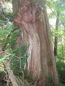 0907 018sm.jpg (67009 bytes)