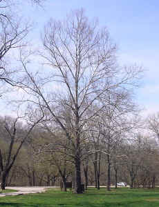 108cbhBablerStateParkSycamoreb.jpg (88742 bytes)