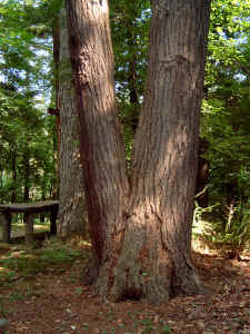 glebeland_hemlock4.jpg (94700 bytes)