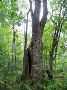 20cottonwood03.jpg (309870 bytes)