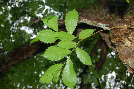 Chestnut_Leaves.jpg (73555 bytes)