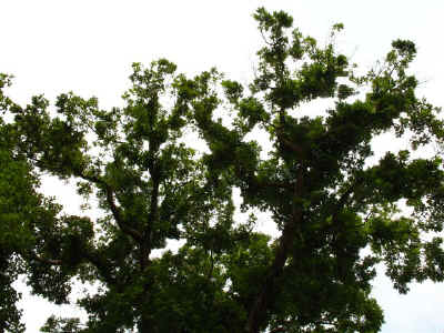 Brooklet Oak_Crown.JPG (100943 bytes)