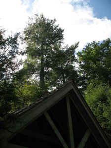Cunningham_Pine_topa.JPG (64816 bytes)