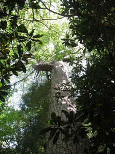 Dyleski_Pine_reiterationsa.JPG (94737 bytes)