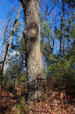 Chestnut_Oak_Connemara.JPG (70538 bytes)