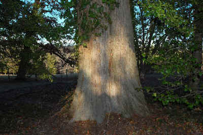 Mystery+Tree_Connemara.JPG (90243 bytes)