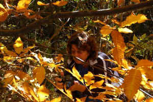 Joy_Photographing_Chestnuts1.JPG (82697 bytes)