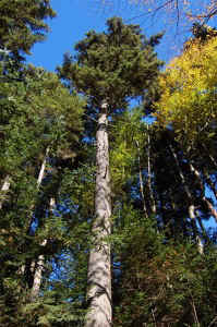 Red_Spruce1.JPG (102858 bytes)