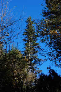 Tall_Red_Spruce.JPG (60937 bytes)