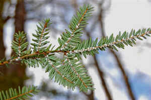 Adelgid_Hemlock.JPG (61522 bytes)