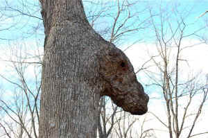 Alien_Oak2a.JPG (71433 bytes)