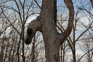 Alien_Oak3a.JPG (86388 bytes)