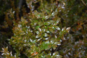 Boxwood_Leavesa.JPG (43687 bytes)