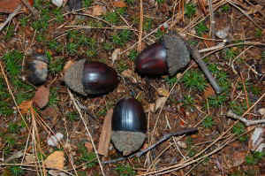 Chestnut_Oak_Acornsa.JPG (85893 bytes)