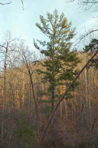 Pinus_Strobus_7Ft9In_cbh2a.JPG (92331 bytes)