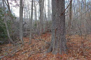 Pinus_Strobus_7Ft9In_cbha.JPG (82436 bytes)