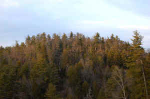 White_Pines_Hemlocks_BigHungrya.JPG (45271 bytes)