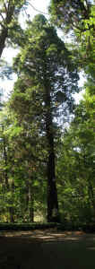 122'_Calocedrus_decurrens_Saluda,_NC_2.jpg (66309 bytes)