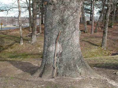 12ft 1in WO Trunk.JPG (107019 bytes)