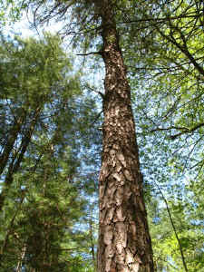 Tall_PitchPine.JPG (85478 bytes)