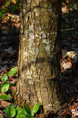 American Chestnut Trunk.jpg (58815 bytes)