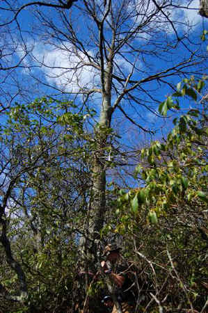 Measuring A Chestnut.jpg (76878 bytes)