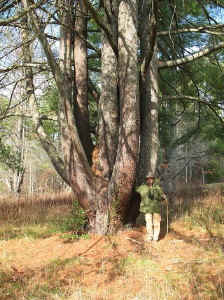 James_Kellogg_White_Pine.jpg (143641 bytes)