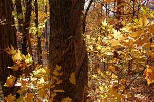 Bittersweet_Maple_Shope Creeka.jpg (80569 bytes)