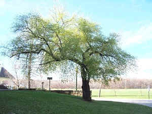 Canada%20plum.jpg (150548 bytes)